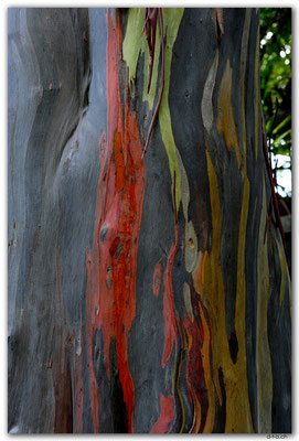 PH0042.Antipolo.Colored tree