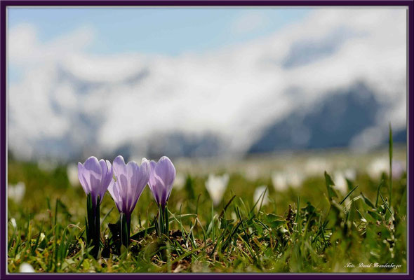 A0361.Krokus.Klosters.CH