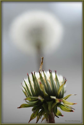 A0379.Arosa,Pusteblume.CH