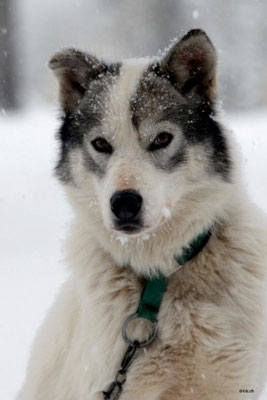 SE0009 Husky