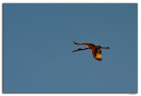 AU00134.Jabiru