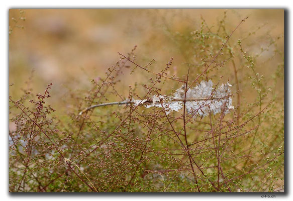 IR0365.Blatt