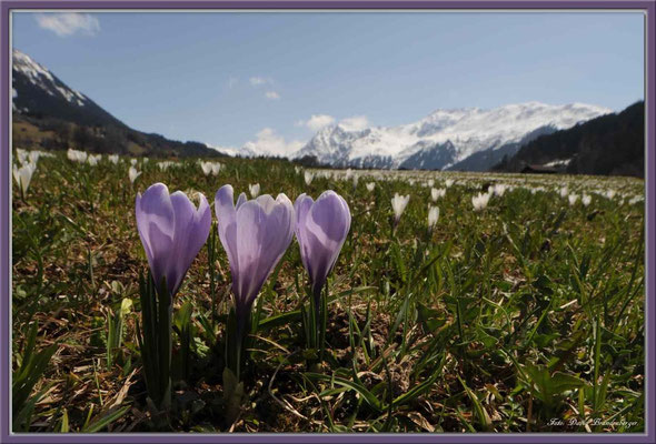 A0358.Krokus.Klosters.CH