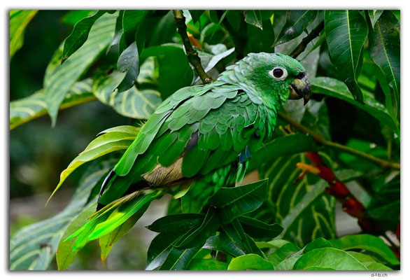 EQ0008.Los Bancos.Parrot