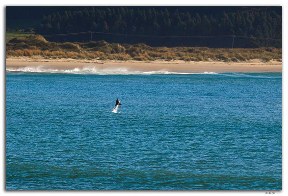 NZ0910.Curio Bay,Hector's Dolphin