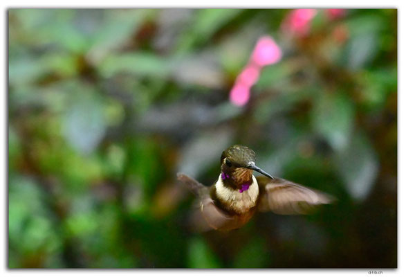 EQ0277.Mindo.Cotingas Bird reserve.Colibri