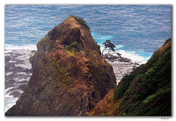 NZ0111.Cape Reinga.Spirit Tree