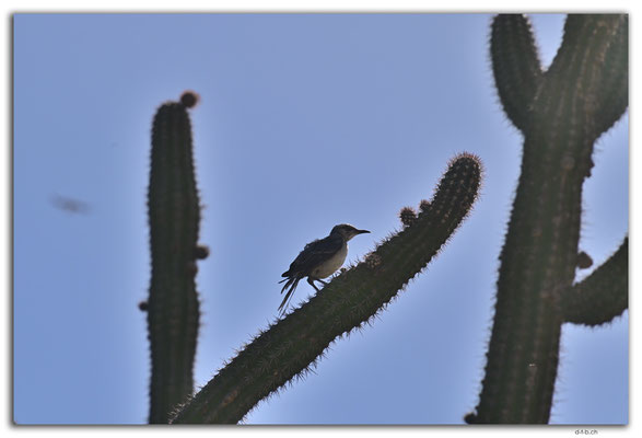 AW0041.Hooiberg.Tropical Mockingbird