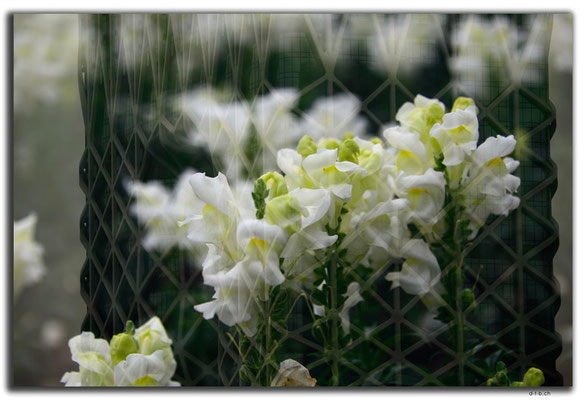 MO0032.Taipa.Orchid of Dreams