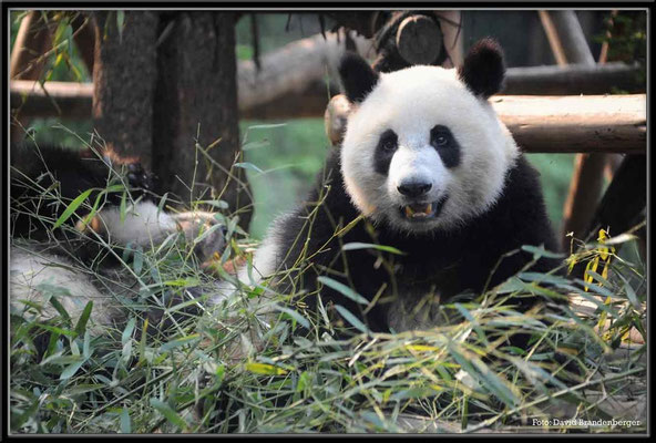 C0737Panda Zoo Chengdu
