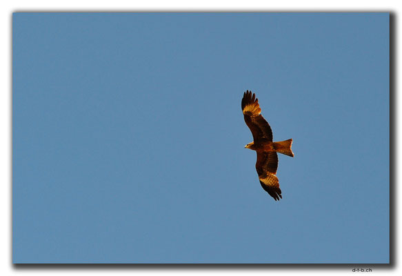 KZ0142.Adler