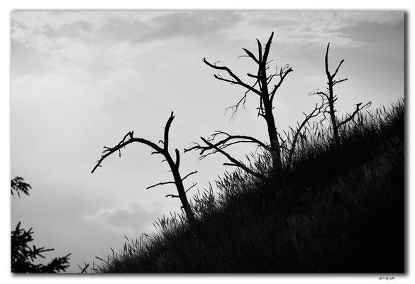 PL308.Leba.Wald