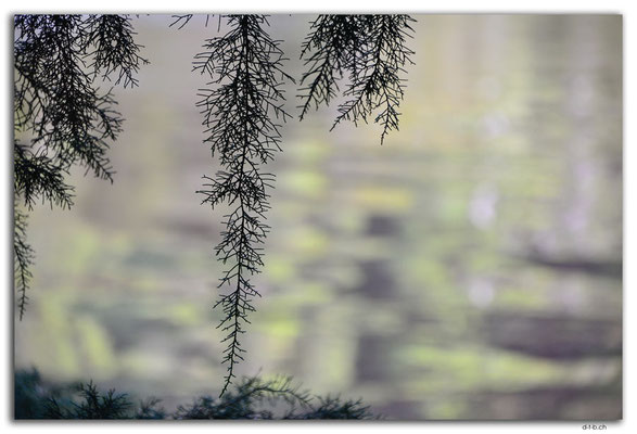 AU1437.Corinna.Huon Pine