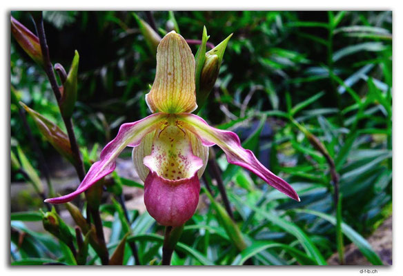 ID0178.Bedugul.Bot.Garten.Orchidee
