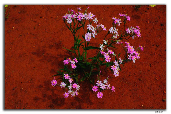 AU0414.Blume
