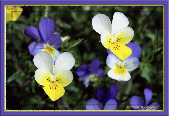 A0052,Langsporniges Veilchen (Viola calcarata)Falera.CH