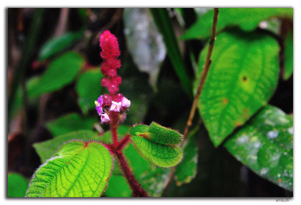 VN0193.Bach Ma N.P.Blume