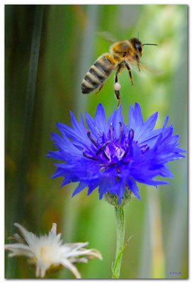 DE001.Biene & Kornblume