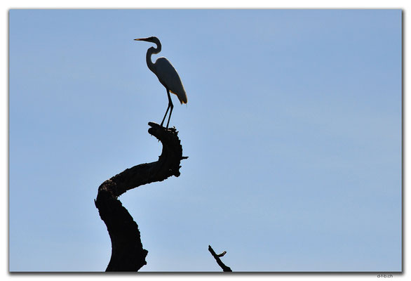 AU0017.Corroboree Billabong.Wading Heron