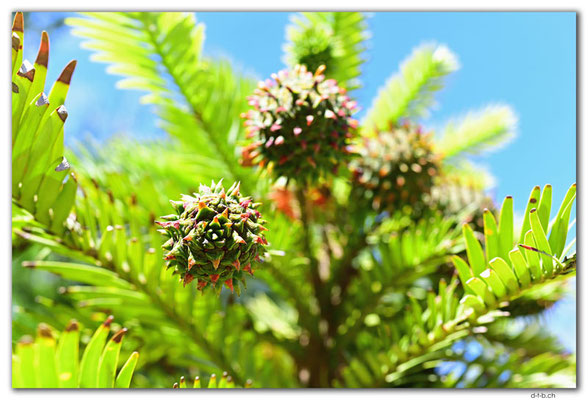 ES0231.Jardin Botanico de la Rioja.Wollemia nobilis