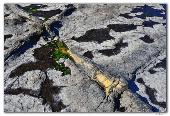 NZ0930.Curio Bay,Petrified Forest