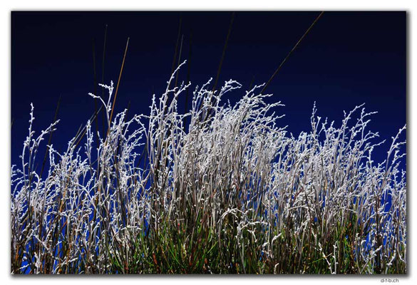 AU0427.Smokebush
