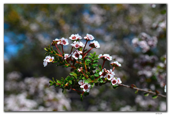 AU0435.Kalbarri N.P.Blume