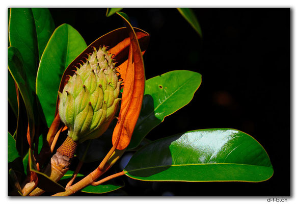 NZ0951.Christchurch.Baumfrucht