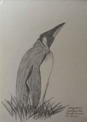 015.Skizze, Königspinguin,Salisbury Plain /South Georgia