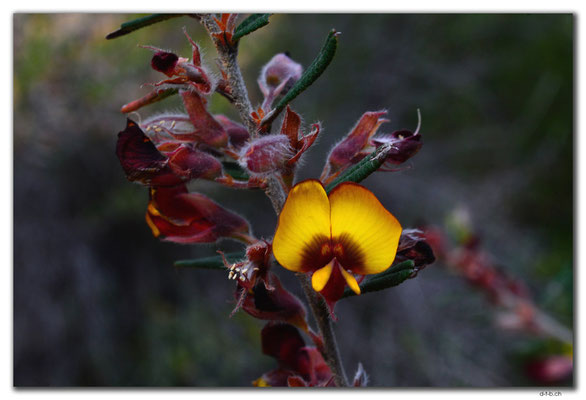 AU0651.Mt.Observation.Flaming Pea
