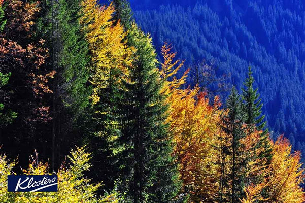 P0079.Herbstwald.Klosters.CH