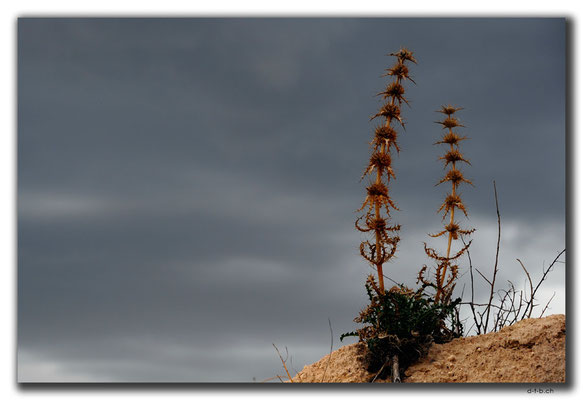 TR0776.Göreme.Blume