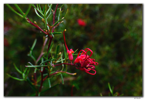 AU0708.Perth.Kings Park.Grevillea acropogon