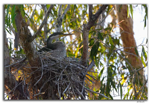 AU0013.Corroboree Billabong.Australasian Darter