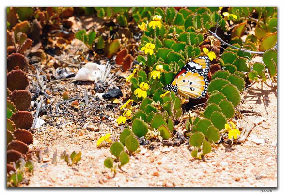 AU0941.Great Australian Bight.Schmetterling