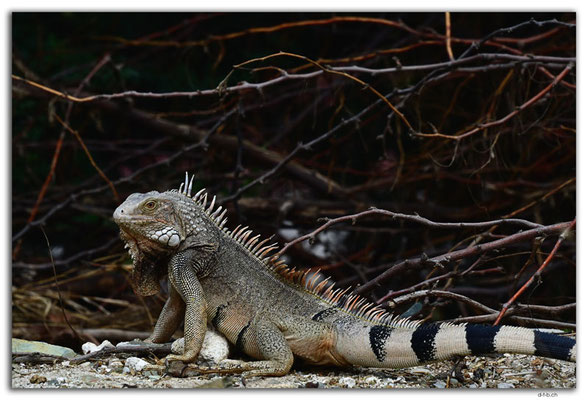 AW0007.Iguana
