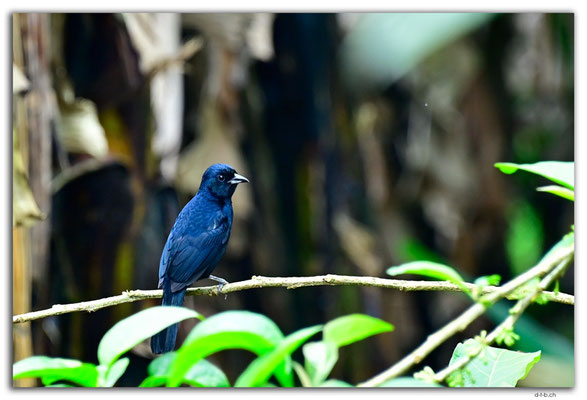 EQ0348.Los Bancos.White shouldered Tanager