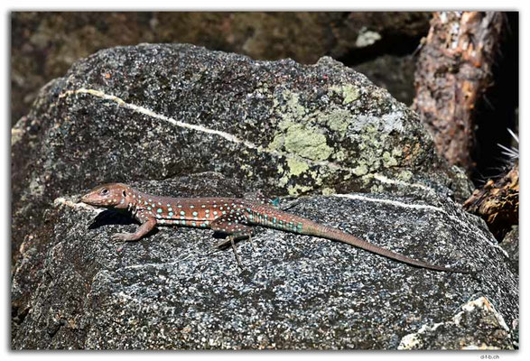 AW0047.Hooiberg.Aruba Whiptail.female