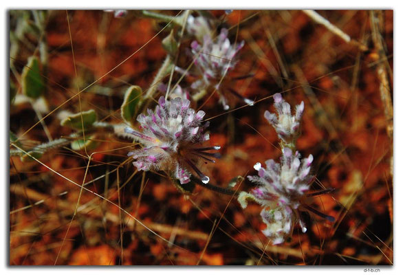 AU0344.Blume