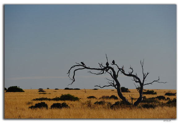 AU0948.Nullarbor N.P.Krähen auf Baum