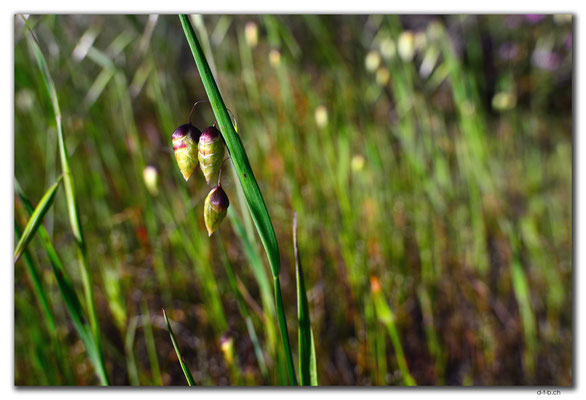 AU0505.Geraldton.Wildblume
