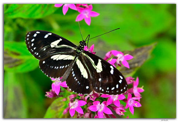 EQ0336.Mindo.Mariposario.Heliconius atthis