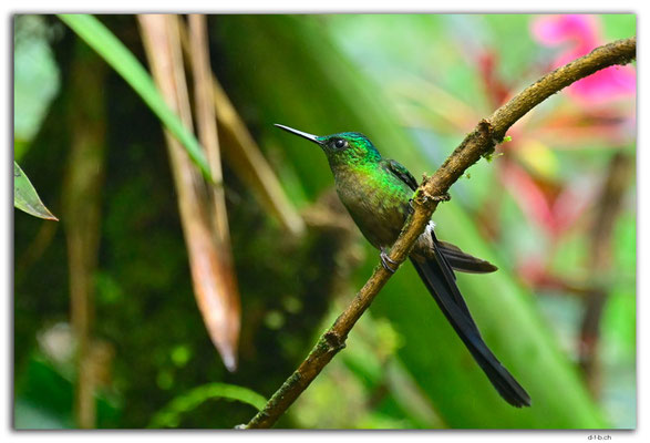 EQ0268.Mindo.Cotingas Bird reserve.Colibri