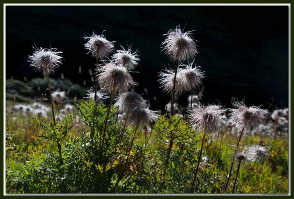 A0664.Wildmannlis.Vereinatal.Klosters.CH