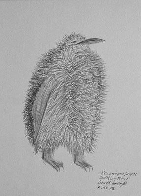014.Skizze, Königspinguinjunges, Salisbury Plain /South Georgia