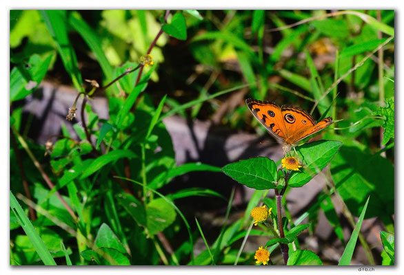 ID0077.Ubud.Schmetterling