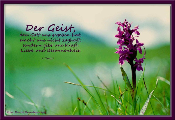 S0107,Grüensee,Knabenkraut,CH.2.Timotheus 1.7
