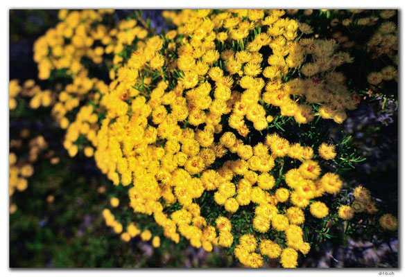 AU0508.Geraldton.Wildblume