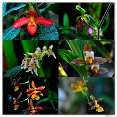CA0802.Edmonton.Muttart Conservatory.Orchides
