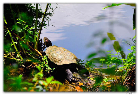 SIN0092.Botanical Garden.Turtle